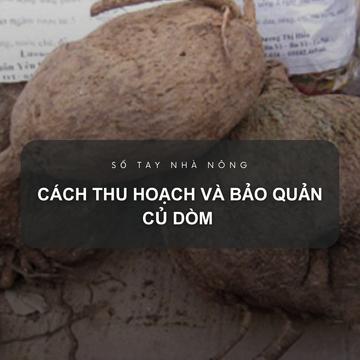 SỔ TAY NHÀ NÔNG: Cách thu hoạch và bảo quản củ dòm 