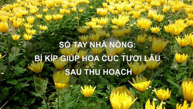 Sổ tay Nhà nông: Bí kíp giúp hoa cúc tươi lâu sau thu hoạch