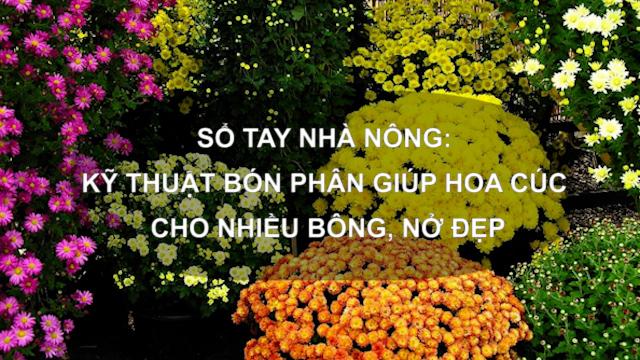 Sổ tay Nhà nông: Kỹ thuật bón phân giúp hoa cúc cho nhiều bông, nở đẹp