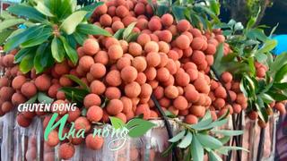 Chuyển động Nhà nông 9/9: Sau Trung Quốc, Papua New Guinea là nước nhập khẩu vải lớn thứ hai thế giới của Việt Nam