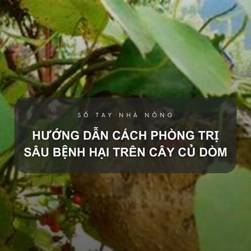 SỔ TAY NHÀ NÔNG: Hướng dẫn cách phòng trị sâu bệnh hại trên cây củ dòm