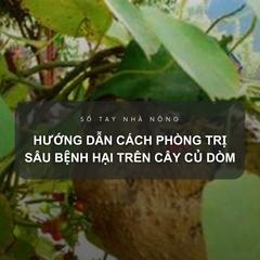 SỔ TAY NHÀ NÔNG: Hướng dẫn cách phòng trị sâu bệnh hại trên cây củ dòm