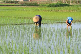 Hướng dẫn: Phòng chống ngập úng cho lúa mùa khi mưa nhiều 