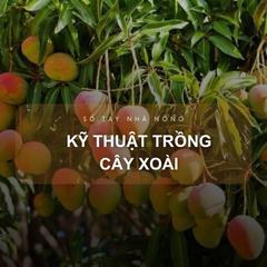 SỔ TAY NHÀ NÔNG: Kỹ thuật trồng cây xoài đơn giản mà hiệu quả