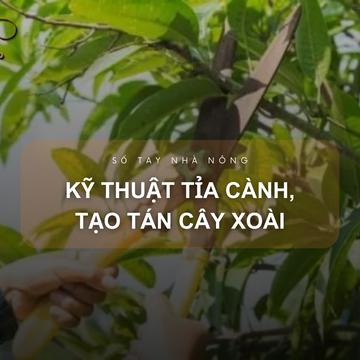 SỔ TAY NHÀ NÔNG: Kỹ thuật tỉa cành, tạo tán cho cây xoài đạt năng suất cao