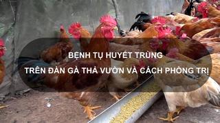 Sổ tay Nhà nông: Bệnh tụ huyết trùng trên đàn gà thả vườn và cách phòng trị