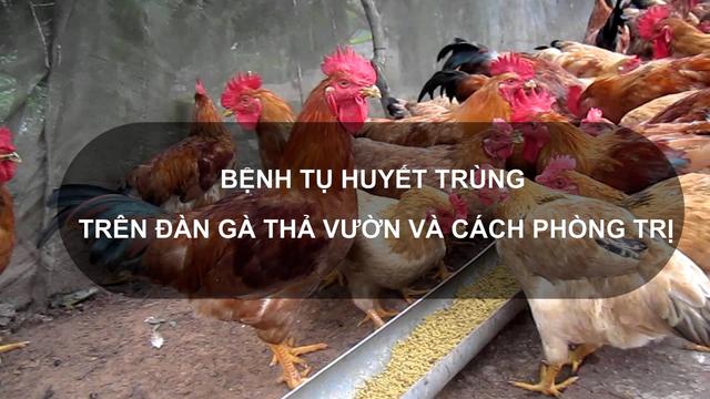 Sổ tay Nhà nông: Bệnh tụ huyết trùng trên đàn gà thả vườn và cách phòng trị