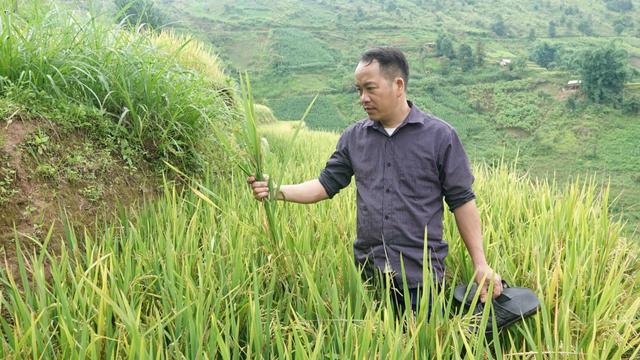 Gieo trồng giống không rõ nguồn gốc, nông dân đắng cay thu hoạch lúa lép kẹp, đành phải cho trâu ăn cả ruộng