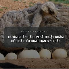 SỔ TAY NHÀ NÔNG: Hướng dẫn bà con kỹ thuật chăm sóc đà điểu giai đoạn sinh sản 