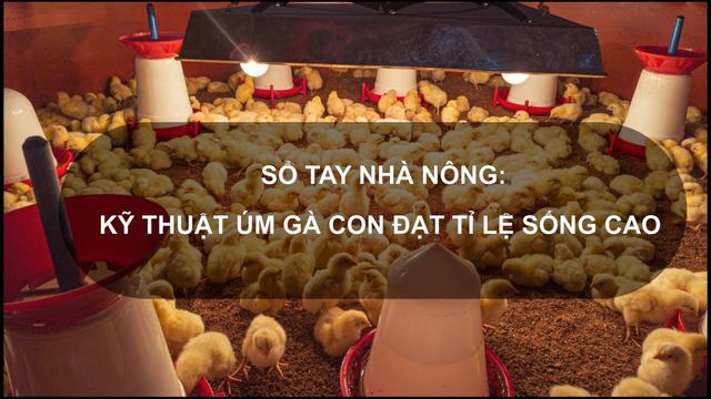 Sổ tay Nhà nông: Kỹ thuật úm gà con đạt tỉ lệ sống cao 