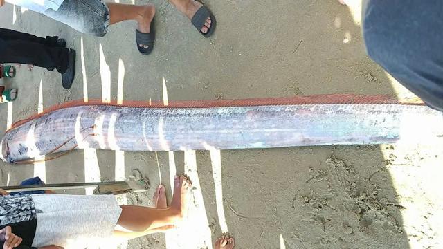 Hiếm thấy: Cá hố rồng khổng lồ dạt vào bờ biển La Gi, người dân lập tức mang đi an táng