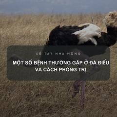 SỔ TAY NHÀ NÔNG: Một số bệnh thường gặp ở đà điểu và cách phòng trị