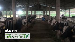 Bản tin Dân Việt TV 23/12: Hoàn thành chi trả bồi thường cho các hộ dân có bò sữa bị thiệt hại ở Lâm Đồng