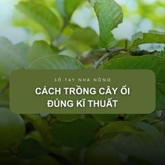 SỔ TAY NHÀ NÔNG: Cách trồng cây ổi đúng kĩ thuật cho hiệu quả kinh tế cao