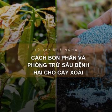 SỔ TAY NHÀ NÔNG: Cách bón phân và phòng trừ sâu bệnh hại cho cây xoài