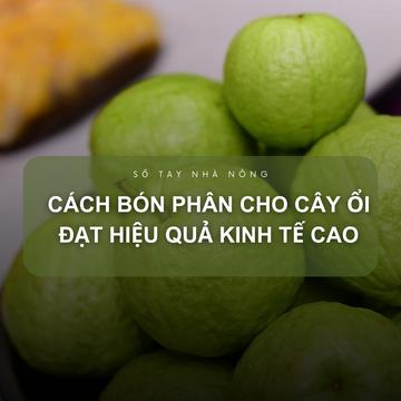 SỔ TAY NHÀ NÔNG: Nhu cầu dinh dưỡng và các loại phân bón cho cây ổi