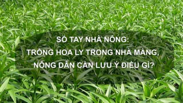 Sổ tay Nhà nông: Trồng hoa ly trong nhà màng, nông dân cần lưu ý điều gì?