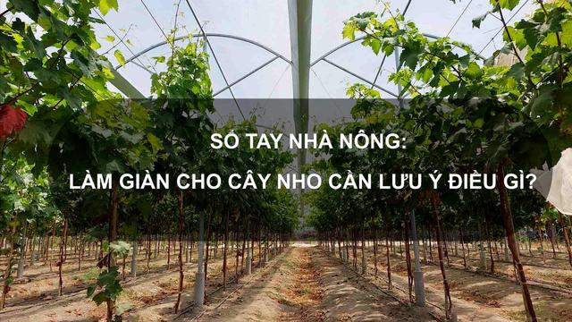 Sổ tay Nhà nông: Làm giàn cho cây nho cần lưu ý những điều gì?