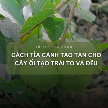 SỔ TAY NHÀ NÔNG: Một số lưu ý khi cắt tỉa cành tạo tán cho cây ổi 