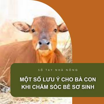 SỔ TAY NHÀ NÔNG: Một số lưu ý cho bà con khi chăm sóc bê sơ sinh