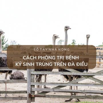 SỔ TAY NHÀ NÔNG: Cách phòng trị bệnh ký sinh trùng trên đà điểu 