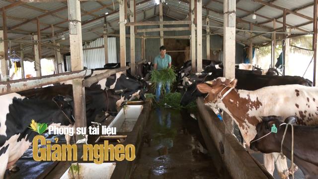 Chăn nuôi bò quy mô lớn ở ĐBSCL: Giải quyết sinh kế, chăm lo cuộc sống cho người dân vùng nông thôn