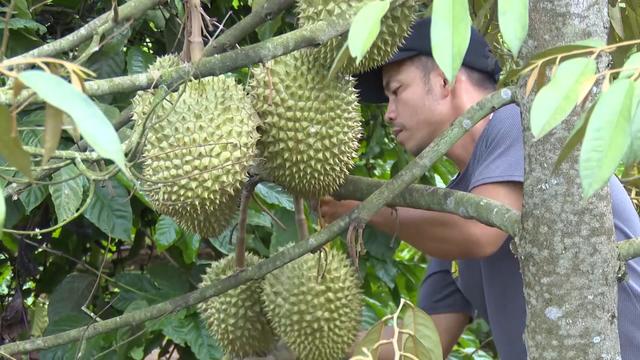 Trồng sầu riêng VietGap, nông dân Jrai thu lãi cao