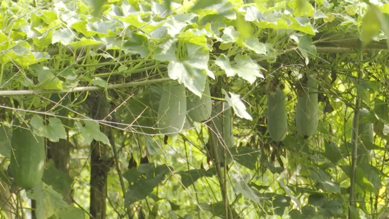 Quy trình sử dụng phân bón Lâm Thao NPK-S cho cây bí xanh để đạt hiệu quả cao