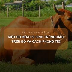 SỔ TAY NHÀ NÔNG: Một số bệnh kí sinh trùng máu trên bò và cách phòng trị