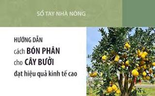 Sổ tay Nhà nông: Hướng dẫn bón phân cho cây bưởi theo từng giai đoạn