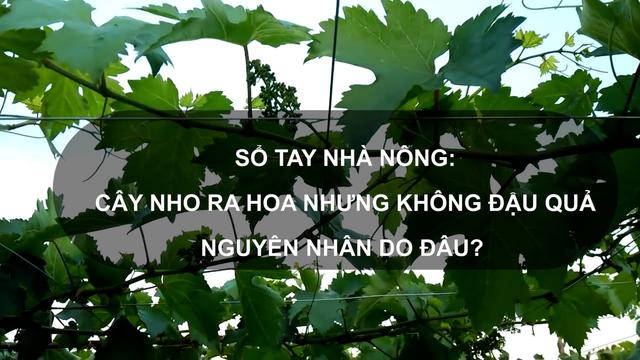 Sổ tay Nhà nông: Cây nho ra hoa nhưng không đậu quả, nguyên nhân do đâu?