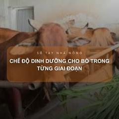 SỔ TAY NHÀ NÔNG: Chế độ dinh dưỡng cho bò theo từng giai đoạn