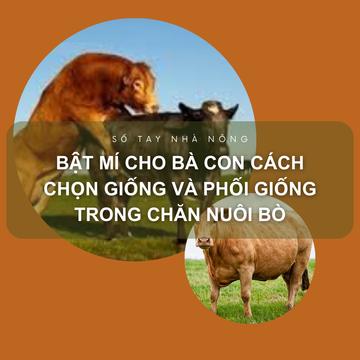 SỔ TAY NHÀ NÔNG: Bật mí cho bà con cách chọn và phối giống cho đàn bò