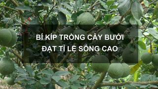 Sổ tay Nhà nông: Bí kíp trồng bưởi đạt tỉ lệ sống cao