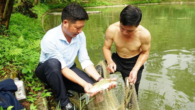 Cá Bỗng, loài cá đặc sản, giúp nông dân ở "đất ngọc" Lục Yên làm giàu 