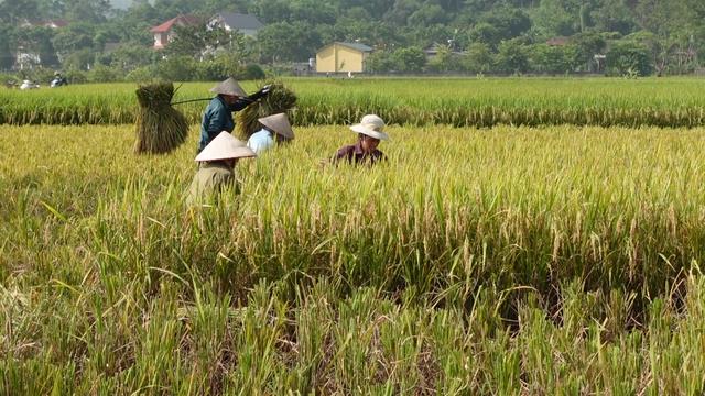 Nông dân vùng lũ Lục Yên (Yên Bái) gượng dậy khôi phục sản xuất