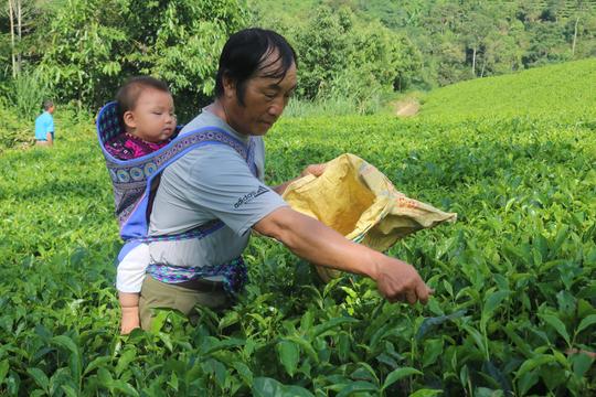 Nghị lực vượt khó, bám bản, làm giàu của lão nông vùng biên Lào Cai