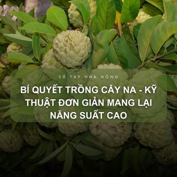 SỔ TAY NHÀ NÔNG: Kỹ thuật trồng cây na đơn giản mang lại năng suất cao 