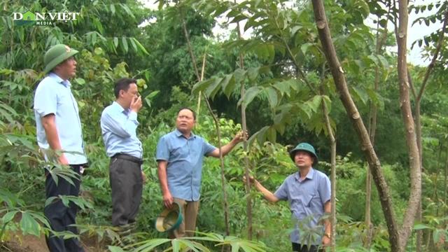 Loại hạt làm gia vị nổi tiếng của Tây Bắc được đưa vào OCOP, người nông dân vùng cao từng bước làm giầu