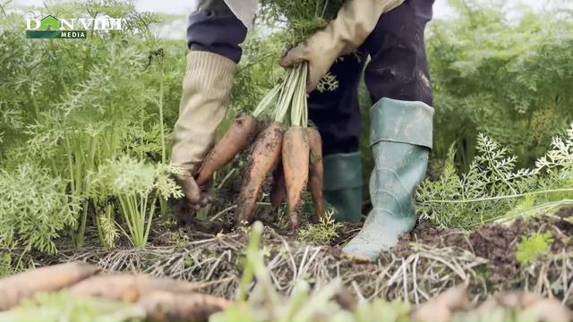 Nông dân Cẩm Giàng (Hải Dương) khấm khá lên nhờ trồng cà rốt xuất khẩu, thu lãi lớn 