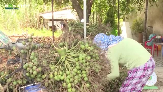 Trung Quốc hạn chế thu mua, giá cau lao dốc