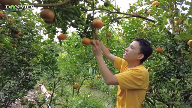 Sản lượng giảm mạnh do thời tiết, quýt hồng Lai Vung vẫn về đích phục vụ thị trường Tết