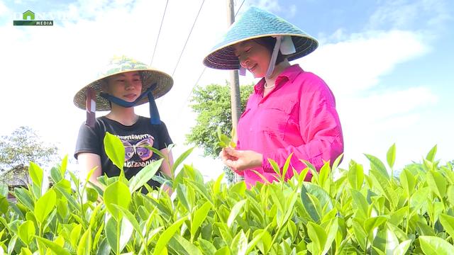 Thái Nguyên: Xây dựng thương hiệu chè gắn với phát triển du lịch