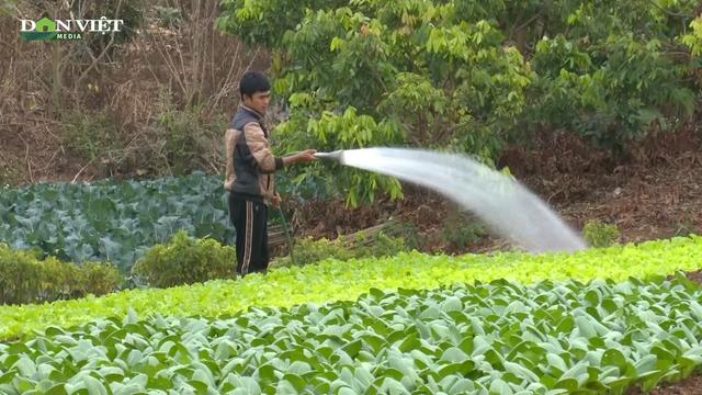 Sơn La đẩy mạnh trồng rau hữu cơ, đảm bảo an toàn phục vụ rau Tết