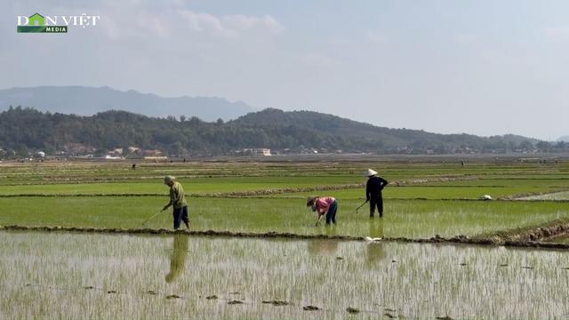 Nông dân Điện Biên phấn khởi xuống đồng kỳ vọng một vụ lúa bội thu