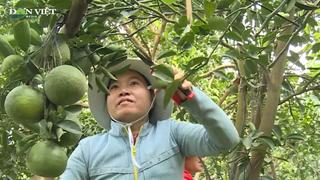 Giá cam sành mùa nghịch vẫn ở mức thấp


