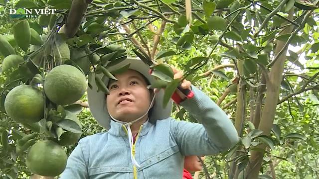 Giá cam sành mùa nghịch vẫn ở mức thấp


