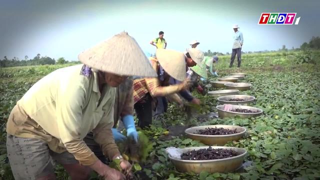 Vai trò nền tảng của nông nghiệp nhìn từ củ ấu