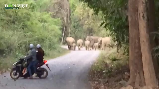 Đàn voi rừng xuất hiện tại khu dân cư ở Đồng Nai