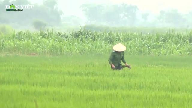 Ninh Bình khuyến cáo phòng trừ sinh vật gây hại, bảo vệ cây trồng vụ Đông Xuân